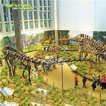 Diplodocus skelett