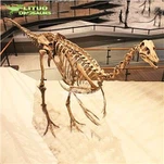 Ornithomimus skelett